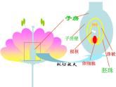 3.2.3 开花和结果  课件   2021—2022学年 人教版生物七年级上册