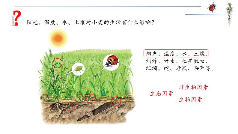 1.2.1 生物与环境的关系 课件 2021——2022学年人教版生物七年级上册05