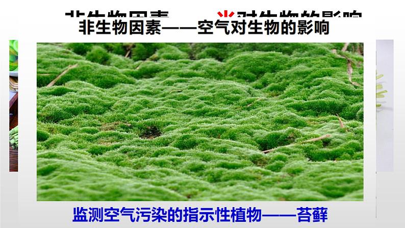 1.2.1 生物与环境的关系 课件 2021——2022学年人教版生物七年级上册06