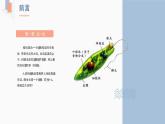 2.2.4 单细胞生物  课件  2021-2022学年人教版七年级生物上册