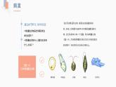 2.2.4 单细胞生物  课件  2021-2022学年人教版七年级生物上册