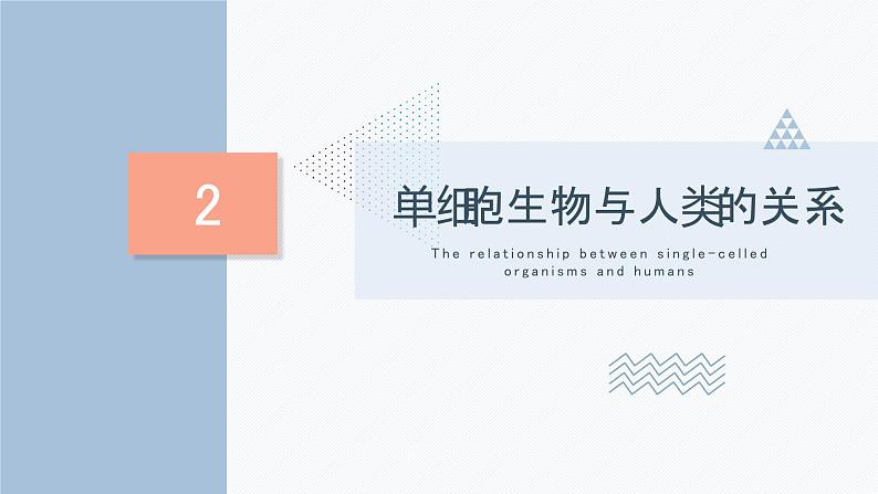 2.2.4 单细胞生物  课件  2021-2022学年人教版七年级生物上册08