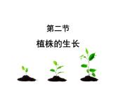 人教版七年级上册  3.2.2植株的生长课件