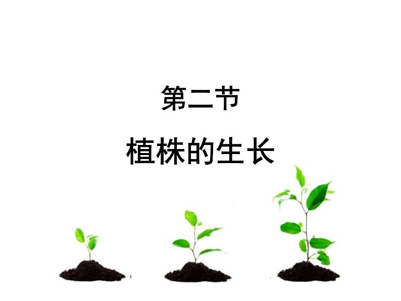 人教版七年级上册  3.2.2植株的生长课件第2页