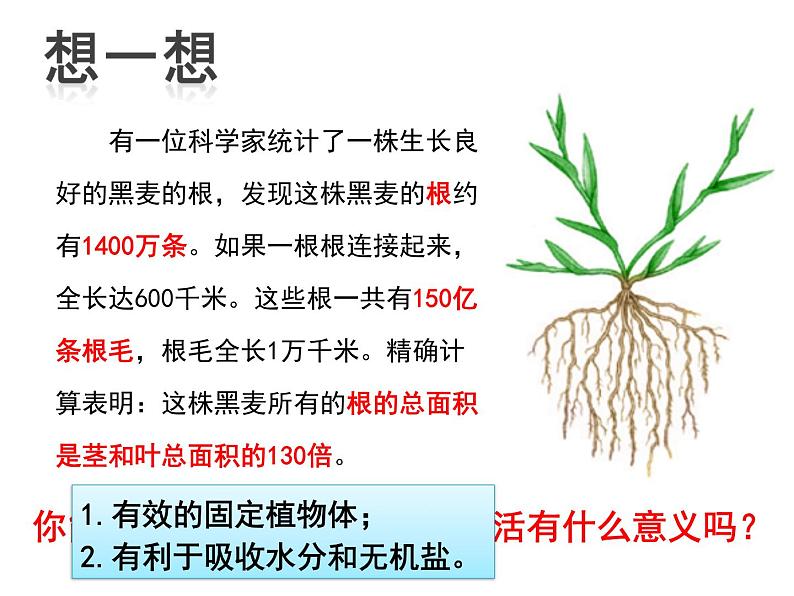 人教版七年级上册  3.2.2植株的生长课件第3页