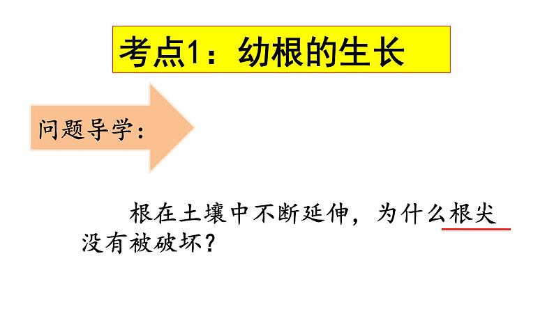 人教版七年级上册3.2.2《植株的生长》复习课课件03