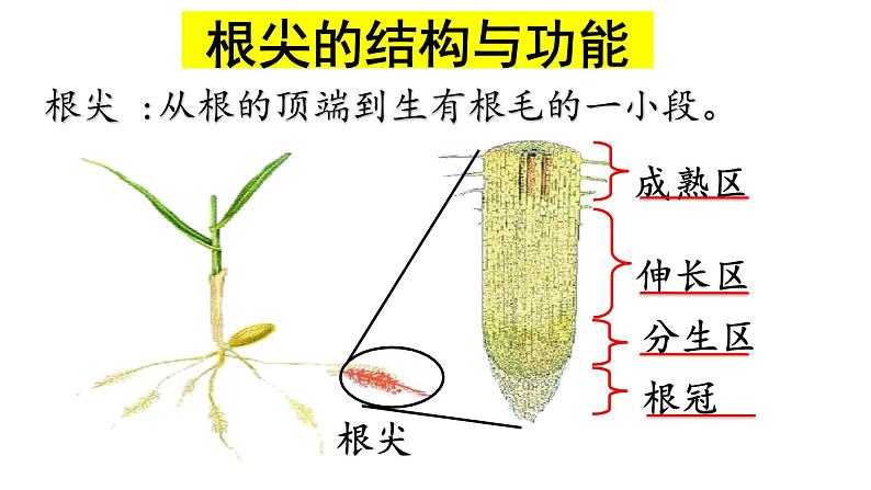 人教版七年级上册3.2.2《植株的生长》复习课课件04