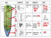 人教版七年级上册3.2.2《植株的生长》复习课课件