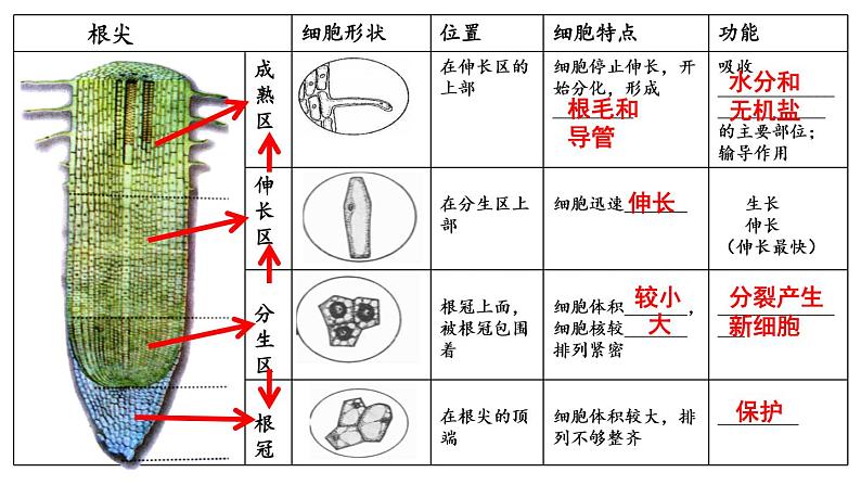 人教版七年级上册3.2.2《植株的生长》复习课课件05