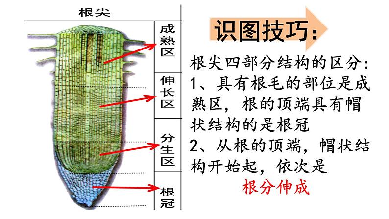 人教版七年级上册3.2.2《植株的生长》复习课课件06