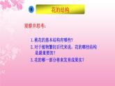 3.2.3开花和结果 课件（20张PPT）2021--2022学年人教版生物七年级上册