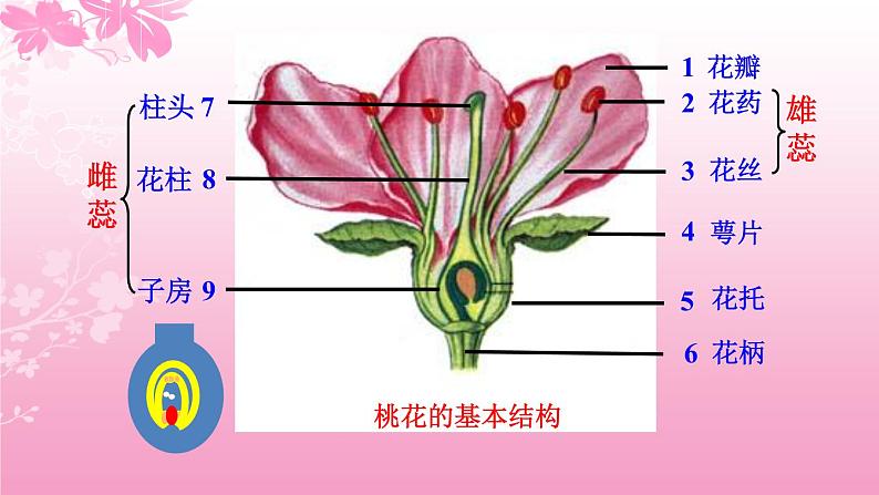 3.2.3开花和结果 课件（20张PPT）2021--2022学年人教版生物七年级上册04