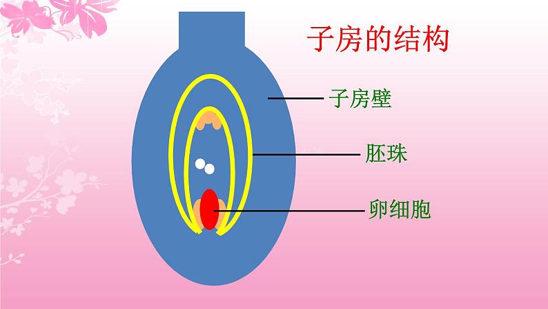 3.2.3开花和结果 课件（20张PPT）2021--2022学年人教版生物七年级上册05