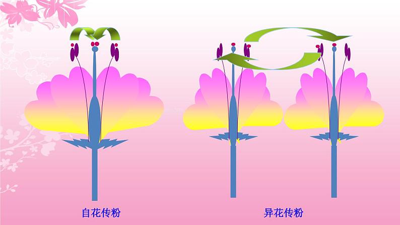 3.2.3开花和结果 课件（20张PPT）2021--2022学年人教版生物七年级上册07