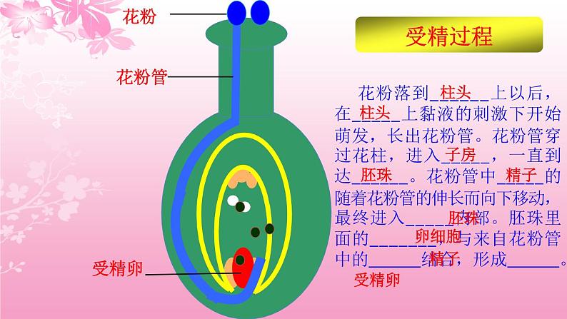 3.2.3开花和结果 课件（20张PPT）2021--2022学年人教版生物七年级上册08