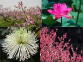 人教版七年级生物上册教学课件-3.2.3开花和结果