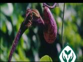 人教版七年级生物上册教学课件-3.2.3开花和结果
