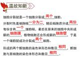 人教七年级上册 2.2.2 动物体的结构层次课件