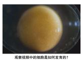 人教七年级上册 2.2.2 动物体的结构层次课件