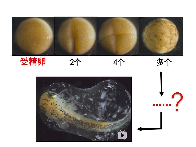 人教七年级上册 2.2.2 动物体的结构层次课件03