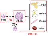 人教七年级上册 2.2.2 动物体的结构层次课件