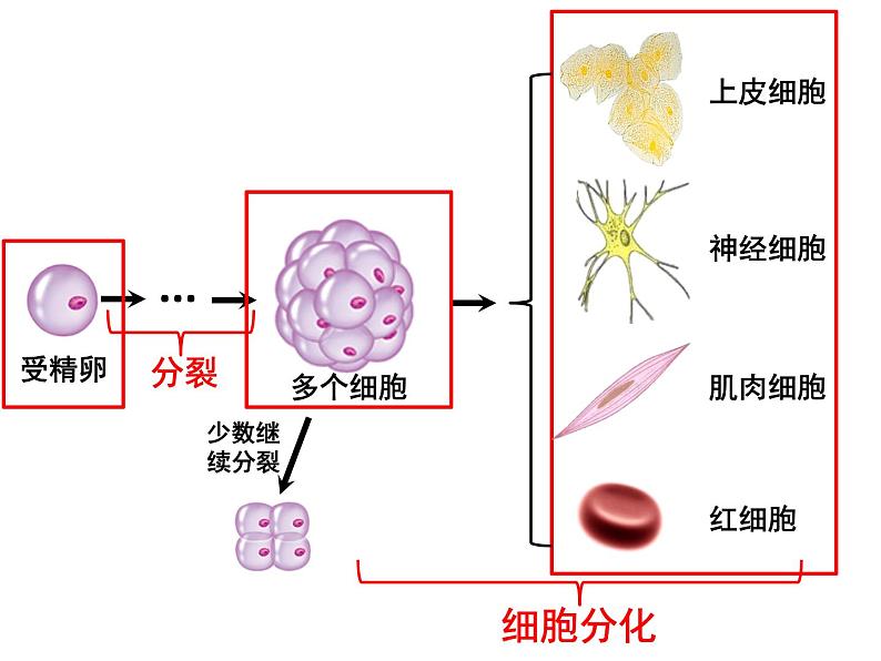 人教七年级上册 2.2.2 动物体的结构层次课件05