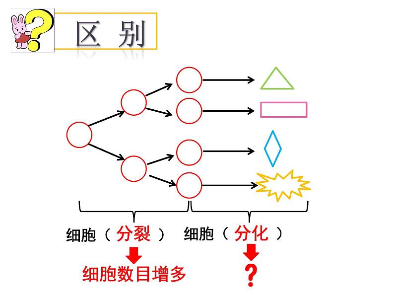 人教七年级上册 2.2.2 动物体的结构层次课件07