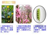 3.2.3开花和结果  课件  2021-2022学年人教版七年级生物上册