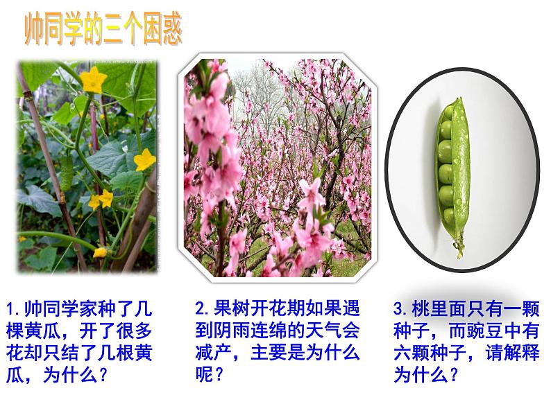 3.2.3开花和结果  课件  2021-2022学年人教版七年级生物上册第3页