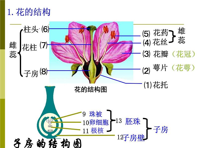 3.2.3开花和结果  课件  2021-2022学年人教版七年级生物上册第4页