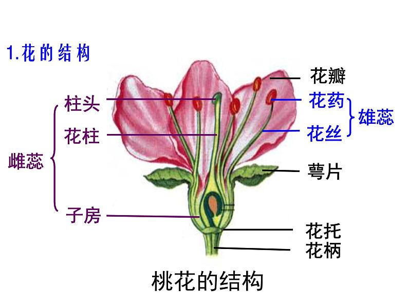 3.2.3开花和结果  课件  2021-2022学年人教版七年级生物上册第5页