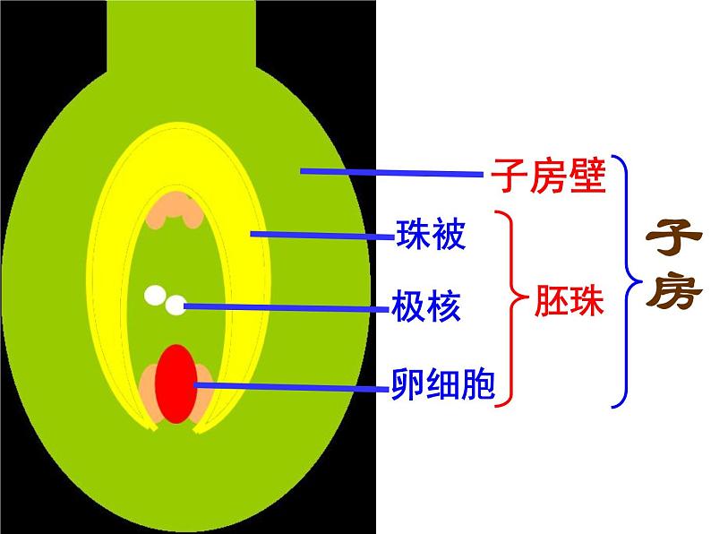 3.2.3开花和结果  课件  2021-2022学年人教版七年级生物上册第6页