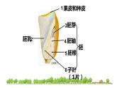 3.1.2 种子植物 课件 第二课时  2021——2022学年 人教版生物七年级上册