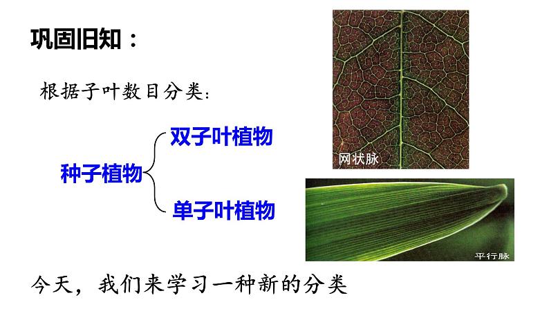 3.1.2 种子植物 课件 第二课时  2021——2022学年 人教版生物七年级上册第4页