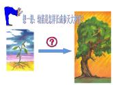 第三单元 第二章 第二节  植株的生长 课件 2021--2022学年人教版七年级上册生物