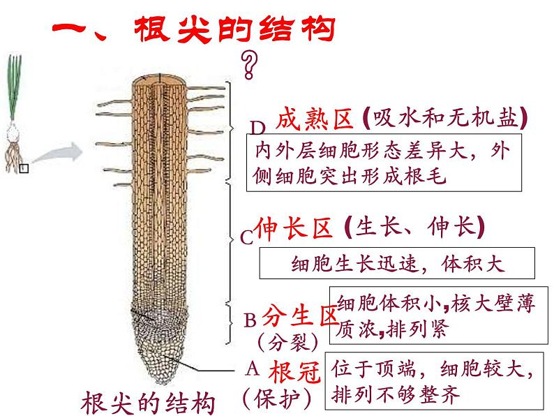 第三单元 第二章 第二节  植株的生长 课件 2021--2022学年人教版七年级上册生物04