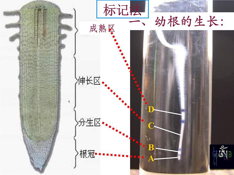 第三单元 第二章 第二节  植株的生长 课件 2021--2022学年人教版七年级上册生物06