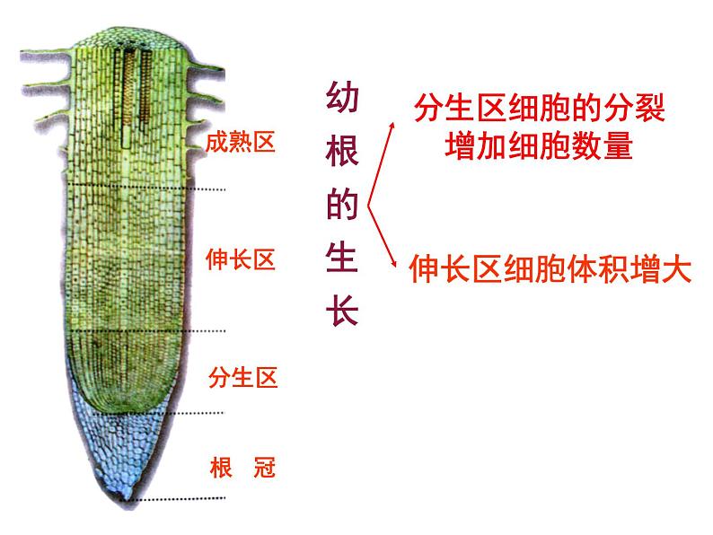 第三单元 第二章 第二节  植株的生长 课件 2021--2022学年人教版七年级上册生物07