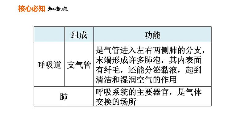 人教版七年级下册生物 第3章 第三章巩固强化复习 习题课件04