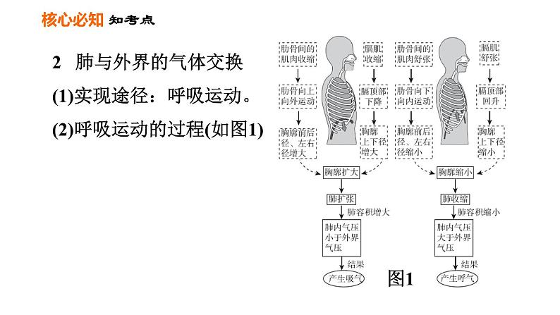 人教版七年级下册生物 第3章 第三章巩固强化复习 习题课件07