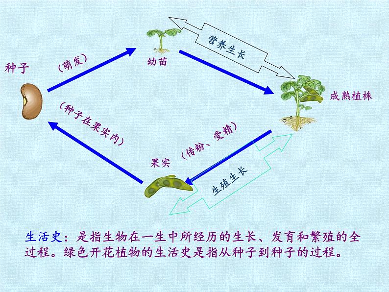 北师大版生物七年级上册 7.1 绿色开花植物的生活史 复习（课件）第3页