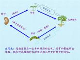 北师大版生物七年级上册 7.1 绿色开花植物的生活史 复习（课件）