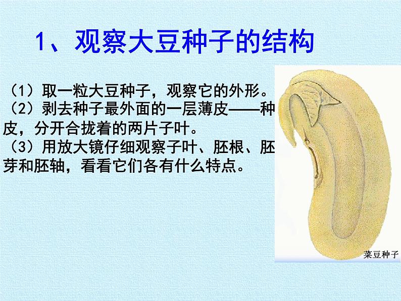 北师大版生物七年级上册 7.1 绿色开花植物的生活史 复习（课件）第4页