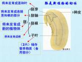 北师大版生物七年级上册 7.1 绿色开花植物的生活史 复习（课件）