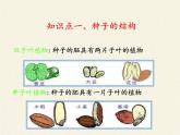 北师大版生物七年级上册 7.1 绿色开花植物的生活方式（课件）