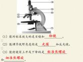 北师大版生物七年级上册 3.1 细 胞(1)（课件）