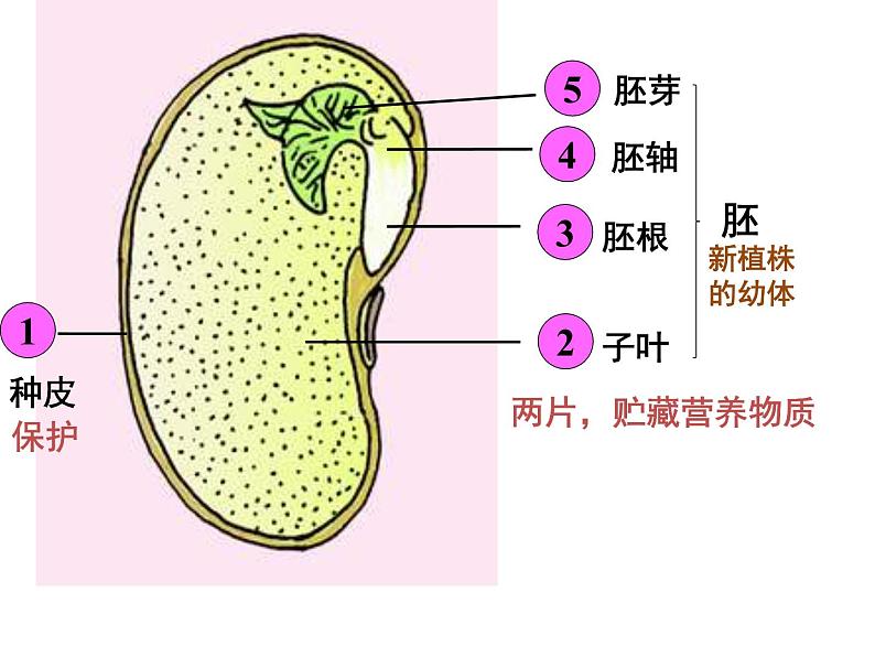 植物种子的萌发PPT课件免费下载07