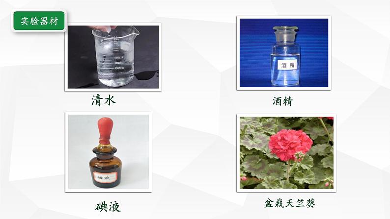 3.6.3 第三节 植物光合作用的实质  课件  2021-2022学年苏教版七年级生物上册第5页