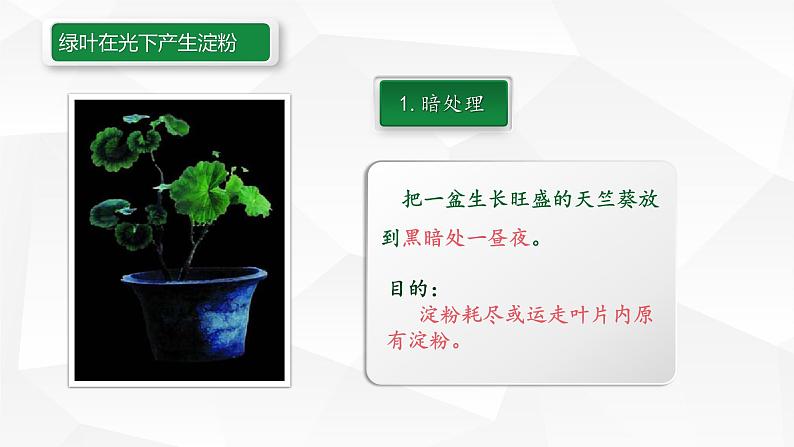 3.6.3 第三节 植物光合作用的实质  课件  2021-2022学年苏教版七年级生物上册第6页