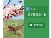 3.2.3  开花和结果 公开课-PPT课件PPT